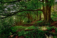 Green Forest Backdrop Pristine Natural Scenery Photo Background Studio Props