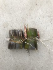 2pcs Rooted Dark Green Sugarcane Cutting Ready To Plant