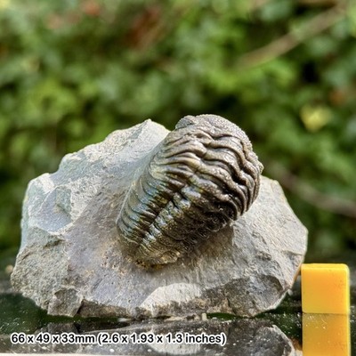 Phacops A Grade Fossil Trilobit - Taboumakhlouf Formation, Eifelstadium,