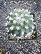 Turbinicarpus Lophophoroides  Large Flowering! Only One In Stock