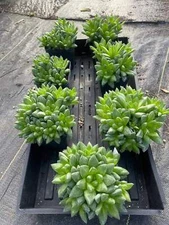 Oversized Haworthia Cymbiformis - Cathedral Window Haworthia - Shown in 3.5” pot