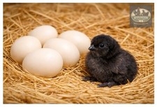 Ayam Cemani Hatching Eggs 10  Please read Description 