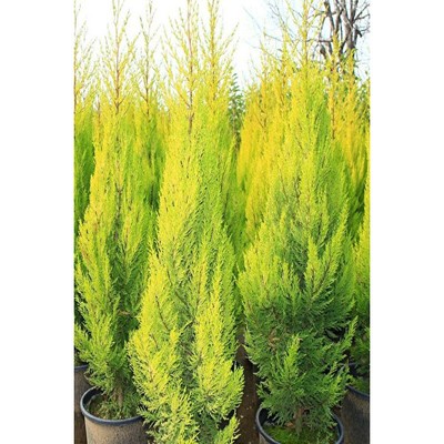 Cupressus Goldcrest Wilma - Cipresso Conifera Vaso 12cm, Pianta Giallo-Verde