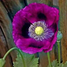 Poppy LAUREN'S GRAPE Poppies PURPLE Attracts Bees Butterflies  Non-GMO 500 Seeds