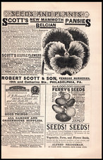 1887 Original Print AD Giant German Pansies F.R. Pierson Seeds and Plants Scotts