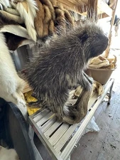 Gorgeous Porcupine Life size Mount Mancave Decor