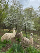 4 Emu Hatching Eggs - chance for standard, blonde or white - Ready to ship  