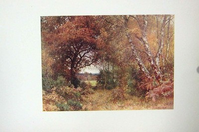 Original alter antiker Druck Farbansicht Rand Holz königliche Gemeine Bäume