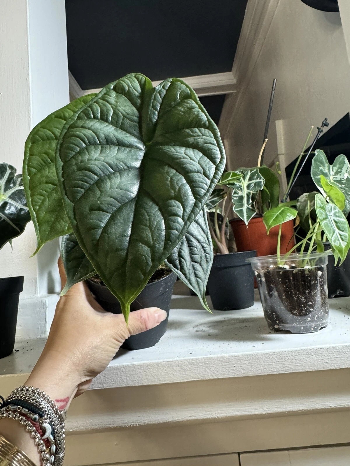 alocasia dragon scale Medium Size