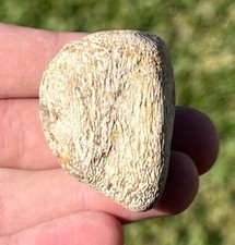 Fossil Mosasaur Dinosaur Bone Texas Cretaceous Age Ozan Formation