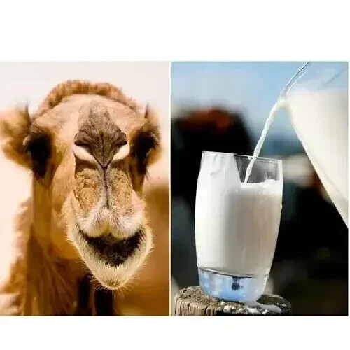 Camel Milk Powder Freeze Dried Gluten Free No Additives & Preservatives 200gm - Picture 3 of 5