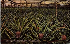 Growing Pineapples Under Shed Florida Antique Divided Back Pineapple Postcard
