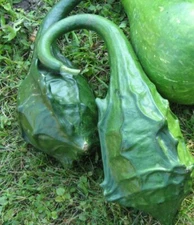 Caveman's Club Gourd Seeds 5 Dinosaur Maranka Squash USA SELLER FREE SHIPPING