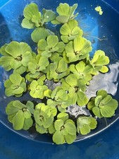 SALE 10 Water Lettuce Koi Pond Floating Plants Rid Algae 2-3" Combine Shipping