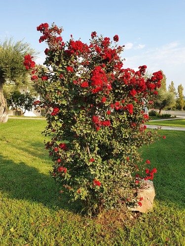 Lagerstroemia indica cv "coccinea" - lagestroemia (fiore rosso) (Alveolo foresta - Foto 6 di 8