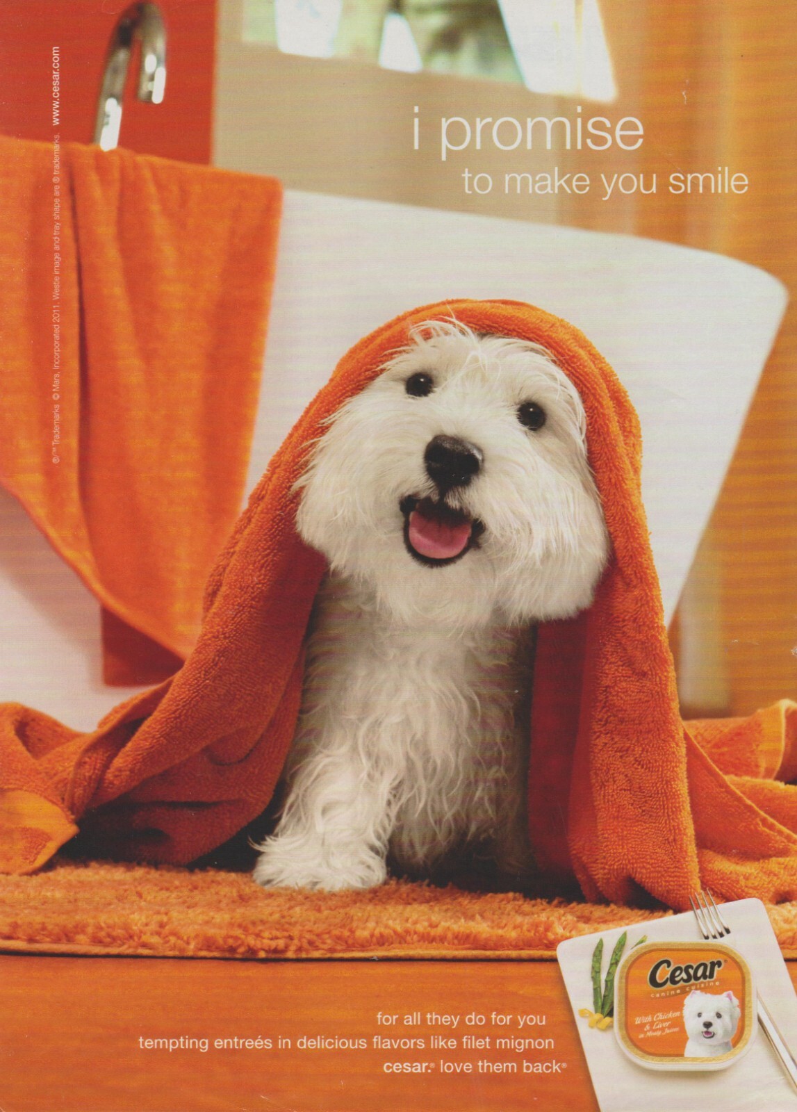 - Westie Under Towell West Highland Terrier - Print Ad Photo
