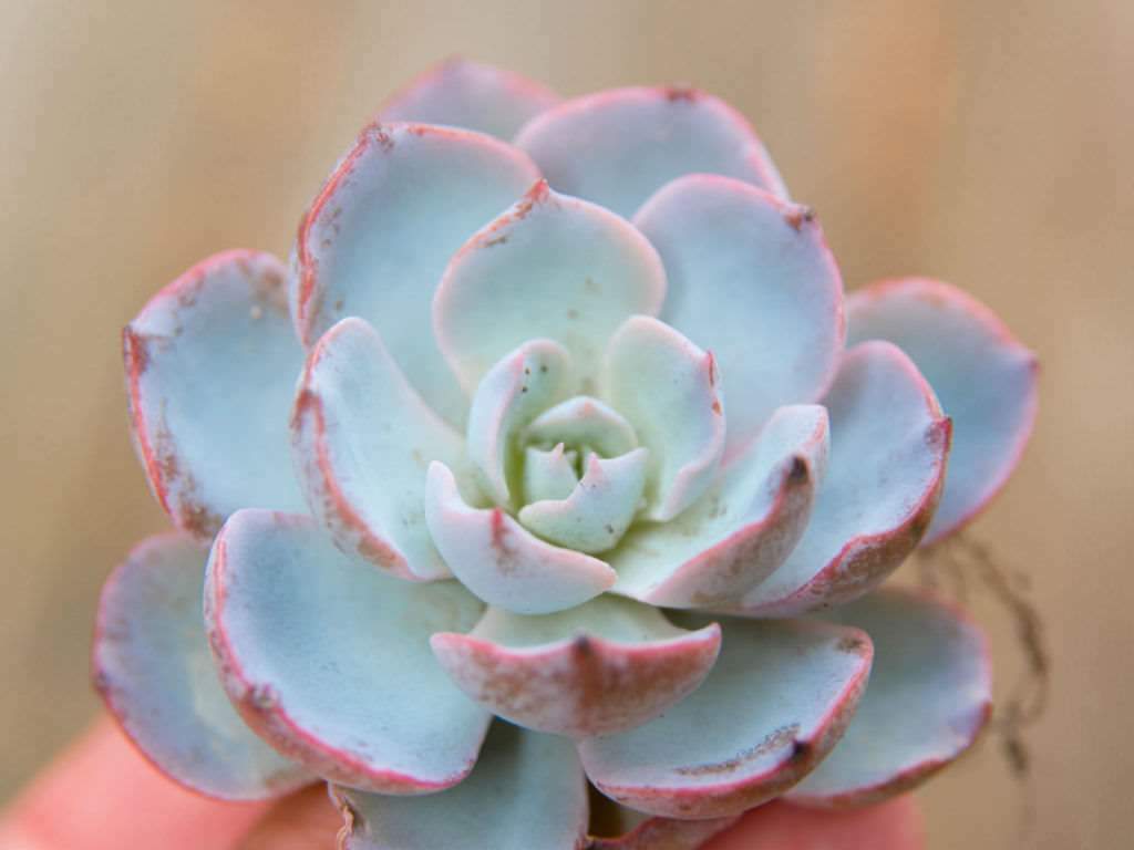 5+ Petal Leaf Succulent