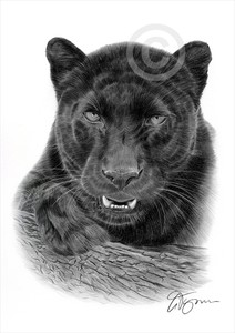black panther pencil drawing artwork print a4 a3 sizes black panther pencil drawing artwork print a4 a3 sizes