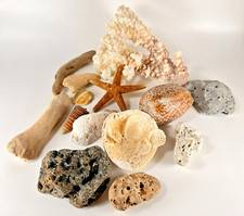 Seashells Craft Beach Nautical Aquarium Ocean Treasures Mixed Lot of 14