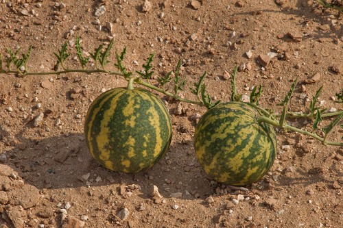 Colocynth Bitter Apple 15- 300 SEEDS Citrullus Bitter Cucumber Vine of Sodom Oil - Picture 2 of 6