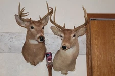 Pair Whitetail Deer Heads Shoulder Mounts Taxidermy Shed Antler Hunt Mule Cape