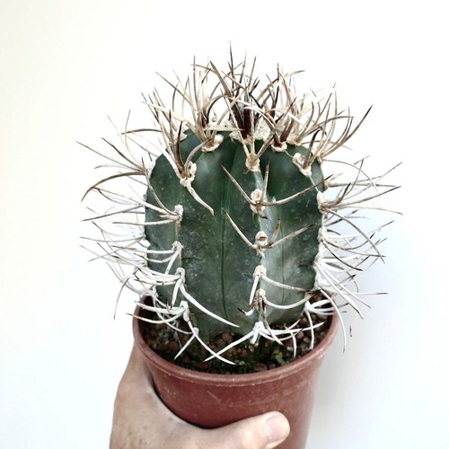 Astrophytum capricorne cv BUFFALO syn. TAIHO-GYOKU - - Ziegenhorn Kaktus | - Bild 2 von 4