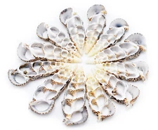 50 Center Cut Cerithium Shells 2-2 1/2"  Coastal Arts Crafts Bech Decor