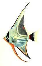 Tropical Reef Angelfish Sea Life Wall Art 8"(12)