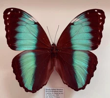 MORPHO HELENOR THEODORUS*****male ****Rondonia,Brazil