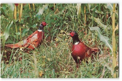 Ring-necked Pheasants voted number one gamebird VTG Postcard SK3.