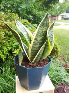 Snake Plant, 10" + tall Mother-In-Law's Tongue, Sanseveria ...