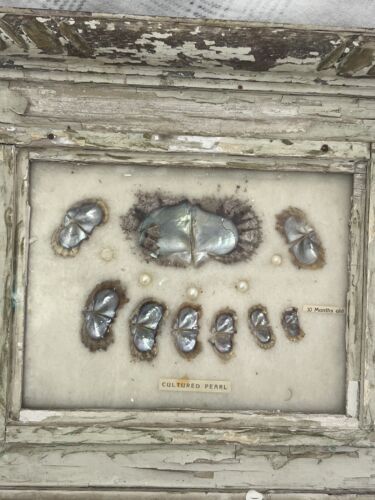 Rare Vintage Japanese Cultured Pearl Growth Display | Vintage Wooden Frame