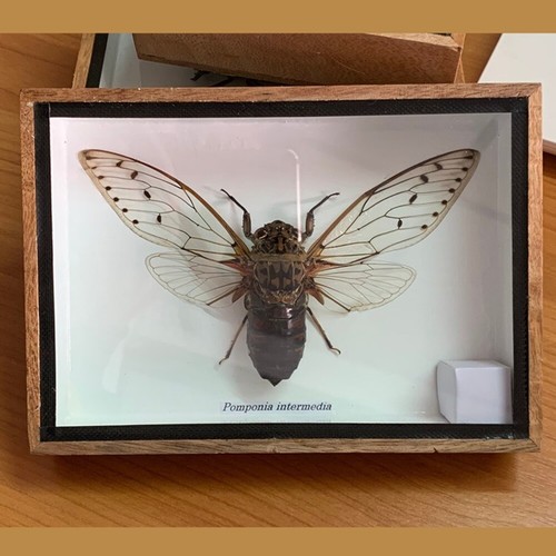 Real Butterfly Insects Beetle Fly Rare Wood Frame Taxidermy Entomology Strange - Picture 5 of 6