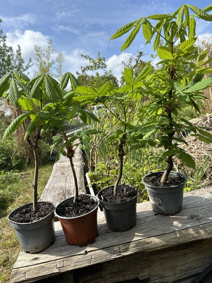 1XKastanienbaum, Kastanien 🌰, Baum, Rosskastanie - Bild 3 von 4