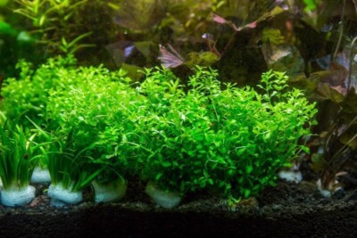 Home grown & Pest Free Live Pearl Weed (Hemianthus Micranthemoides) Carpet Plant
