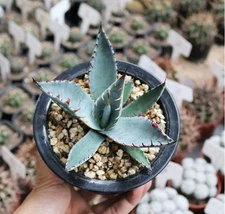 Agave Sp.Kutsugen-no-Maiougi Succulent Agave Plant Beautiful Plant 6-10CM 
