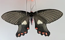 M20673. Insects, butterflies: Epicopeidae sp. Central Vietnam.