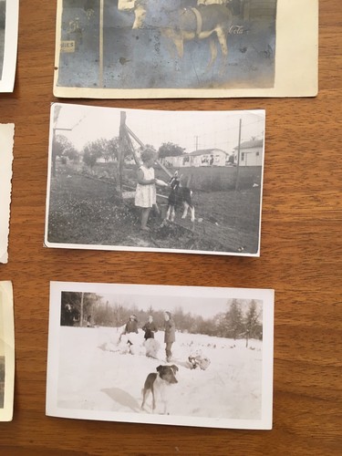 Real Pictures Photographs Texas Animals People Kids Goat Dog Cow Donkey - Picture 3 of 6