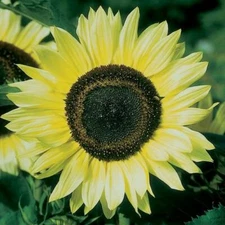 100 Lemon Queen Sunflower Seeds for Planting 