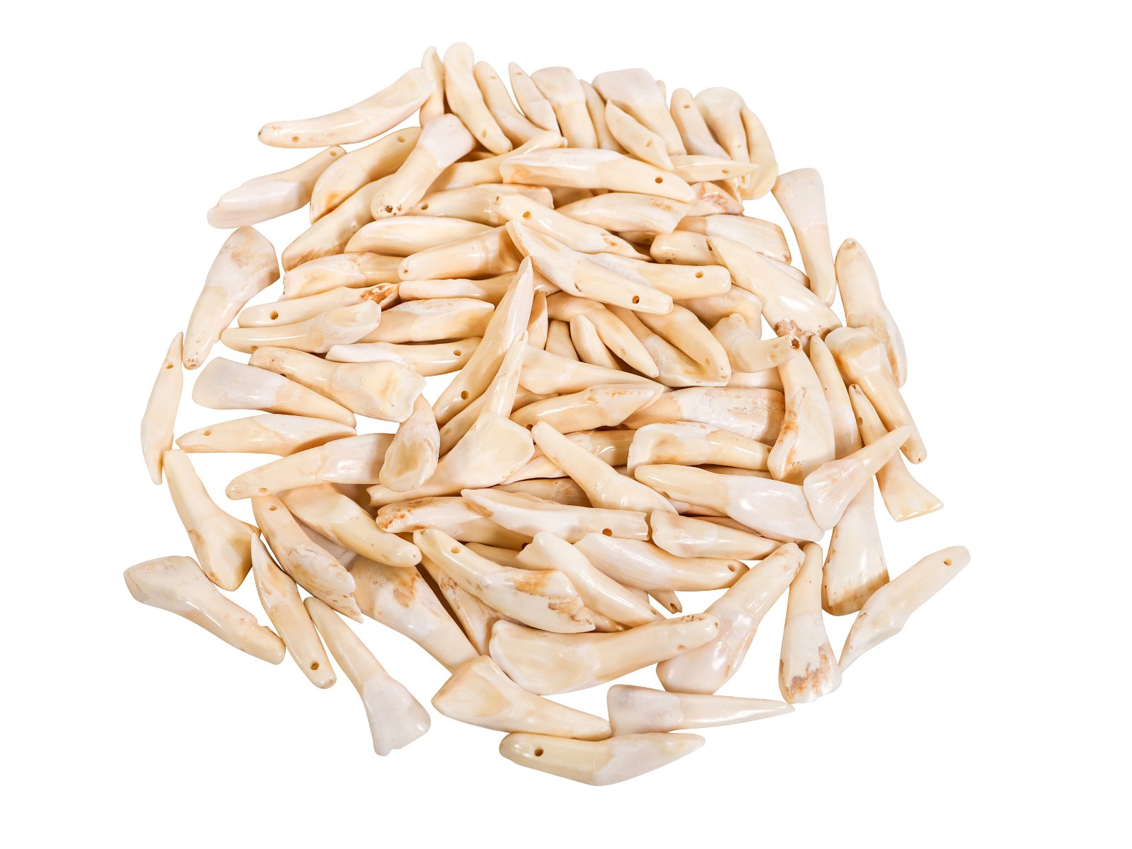 One hundred (100) Drilled Genuine Water Buffalo Teeth (174-100) Y1M