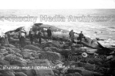 Dpp-109 Stranded Whale, Cloughton, Scarborough, Yorkshire 1910. Foto