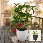 Live Passion Flower Vine Plant Anastasia Passiflora Pink Blooms Climber 2.5
