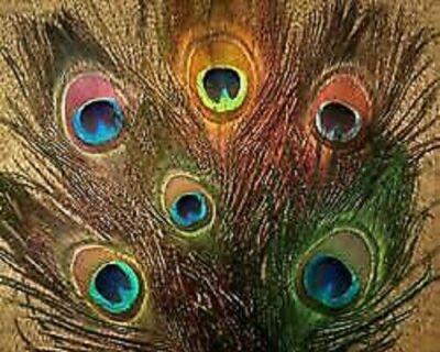 Gordon Griffiths Peacock Eye gefärbt gemischt 5er Pack verschiedene Farben