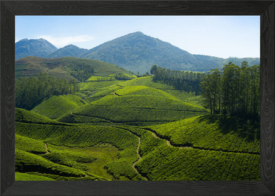 Teeplantage Gerahmtes Wandbild Poster Leinwanddruck Bild