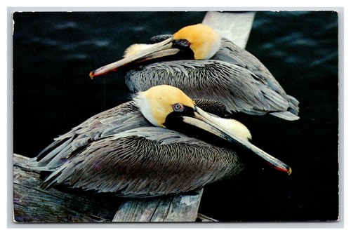 FLORIDA PELIKAN (Los 4) Pelikane am Strand. - Bild 8 von 9