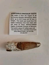 Vintage Spinosarus Dinosaur Tooth 2"