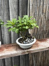 LILAC BONSAI TREE (DONALD WYMAN VARIETY) IN CERAMIC POT- FREE