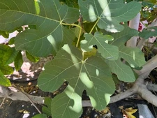 California Organic Grown Large Fresh Whole Fig Fruit Tree Leaf Herb Tea Cooking