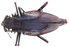 Psalidognathus for collectors | rare Psalidognathus beetles