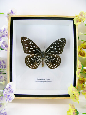 Dark Blue Tiger - Real Butterfly, Prepared in a 3D Display Case - Museum Quality